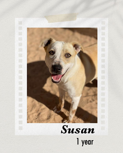 Susan, an adoptable Labrador Retriever in Puerto Penasco, SON, 83550 | Photo Image 1