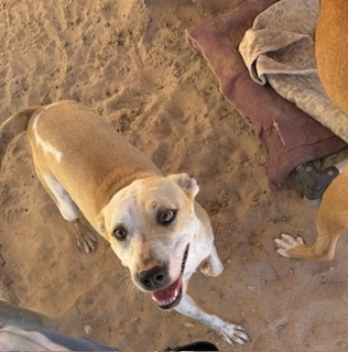 Susan, an adoptable Labrador Retriever in Puerto Penasco, SON, 83550 | Photo Image 2