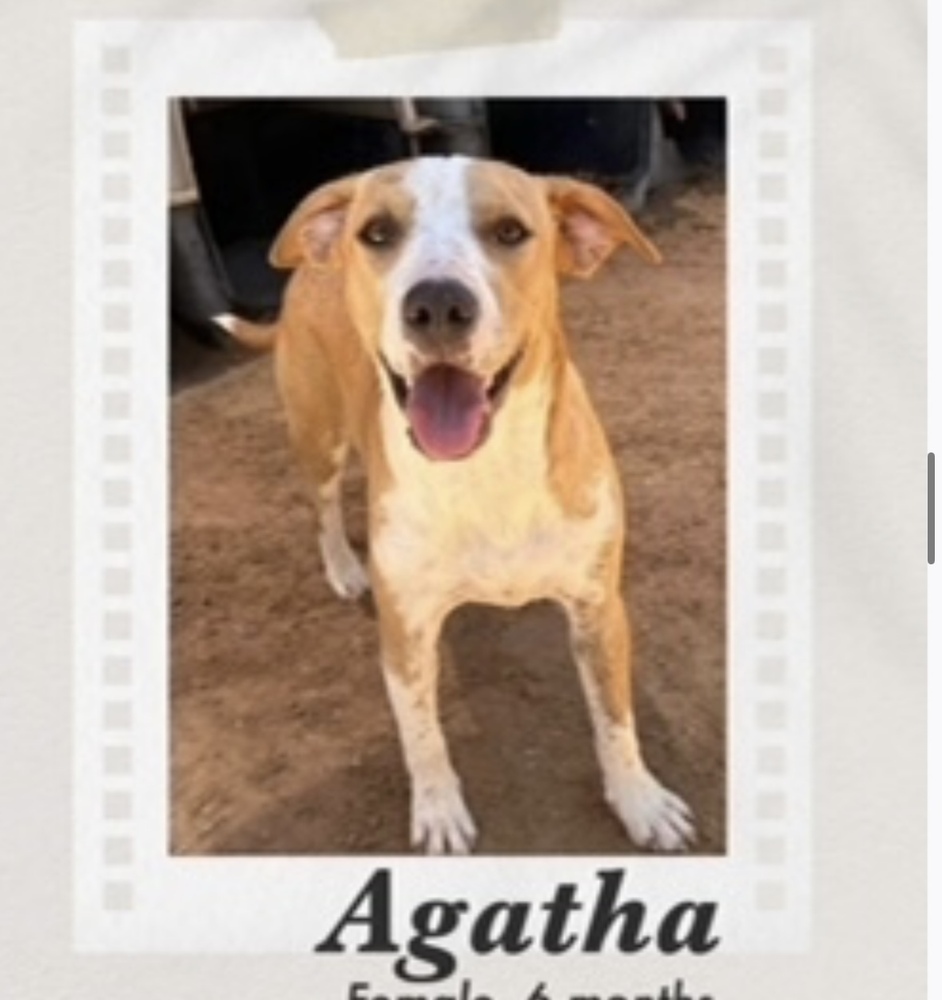 Agatha, an adoptable Australian Cattle Dog / Blue Heeler, Pit Bull Terrier in Puerto Penasco, SON, 83550 | Photo Image 1