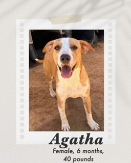Agatha, an adoptable Australian Cattle Dog / Blue Heeler, Pit Bull Terrier in Puerto Penasco, SON, 83550 | Photo Image 2