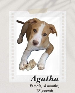 Agatha, an adoptable Australian Cattle Dog / Blue Heeler, Pit Bull Terrier in Puerto Penasco, SON, 83550 | Photo Image 3