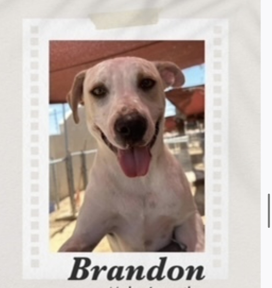 Brandon, an adoptable Labrador Retriever, Pit Bull Terrier in Puerto Penasco, SON, 83550 | Photo Image 1