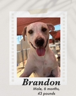 Brandon, an adoptable Labrador Retriever, Pit Bull Terrier in Puerto Penasco, SON, 83550 | Photo Image 2