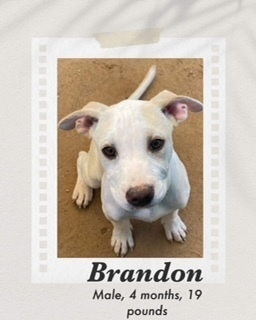 Brandon, an adoptable Labrador Retriever, Pit Bull Terrier in Puerto Penasco, SON, 83550 | Photo Image 3