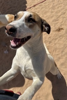 Brisa, an adoptable Catahoula Leopard Dog, Carolina Dog in Puerto Penasco, SON, 83550 | Photo Image 1