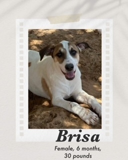Brisa, an adoptable Catahoula Leopard Dog, Carolina Dog in Puerto Penasco, SON, 83550 | Photo Image 2