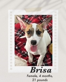 Brisa, an adoptable Catahoula Leopard Dog, Carolina Dog in Puerto Penasco, SON, 83550 | Photo Image 3
