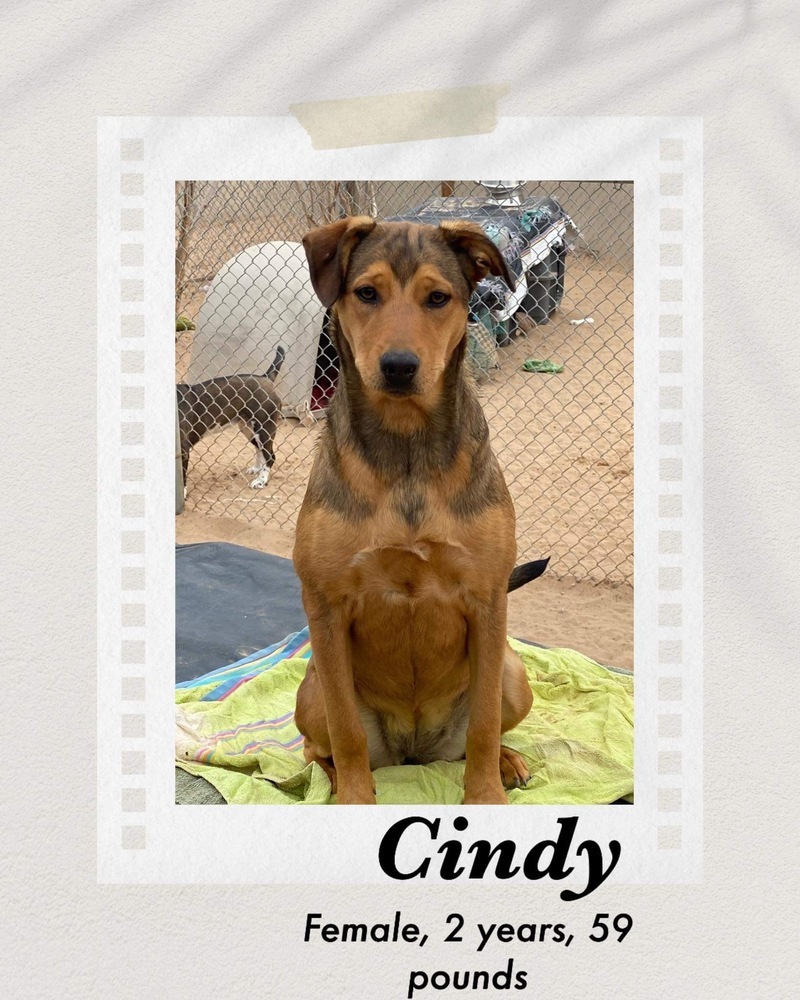 Cindy, an adoptable Shepherd in Puerto Penasco, SON, 83550 | Photo Image 1