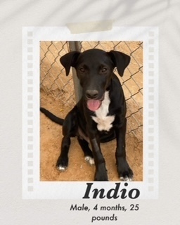 Indio, an adoptable Labrador Retriever in Puerto Penasco, SON, 83550 | Photo Image 1