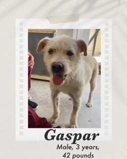 Gasper, an adoptable Terrier in Puerto Penasco, SON, 83550 | Photo Image 1