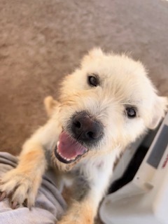 Gasper, an adoptable Terrier in Puerto Penasco, SON, 83550 | Photo Image 2