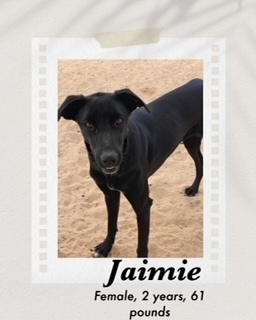 Jaimie, an adoptable Great Dane in Puerto Penasco, SON, 83550 | Photo Image 1