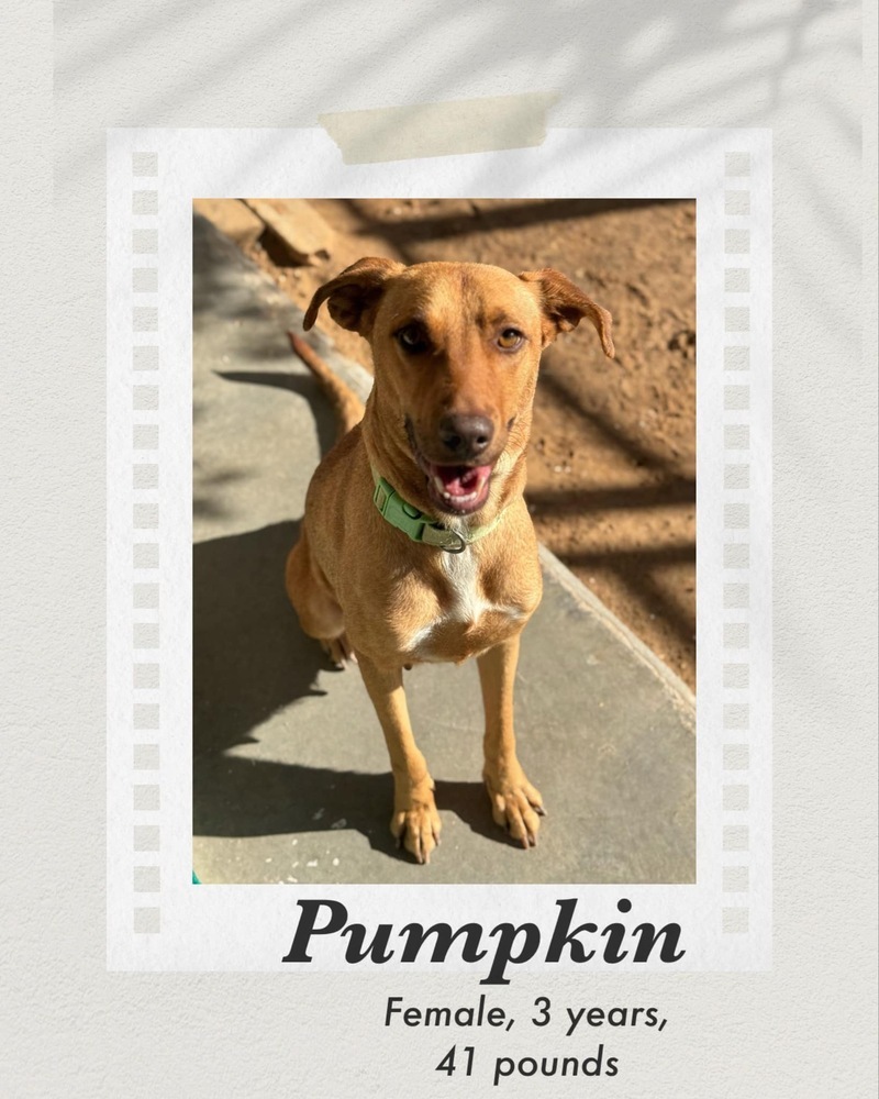 Pumpkin, an adoptable Rhodesian Ridgeback, Carolina Dog in Puerto Penasco, SON, 83550 | Photo Image 1