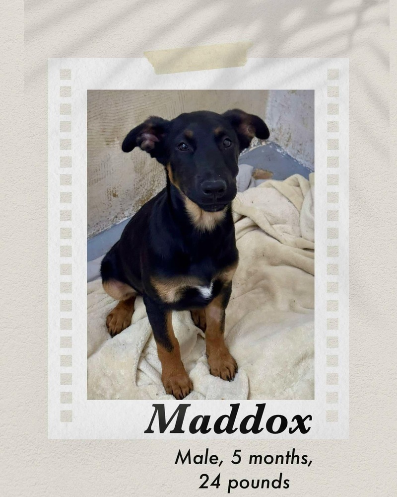 Maddox, an adoptable Australian Kelpie, Shepherd in Puerto Penasco, SON, 83550 | Photo Image 1