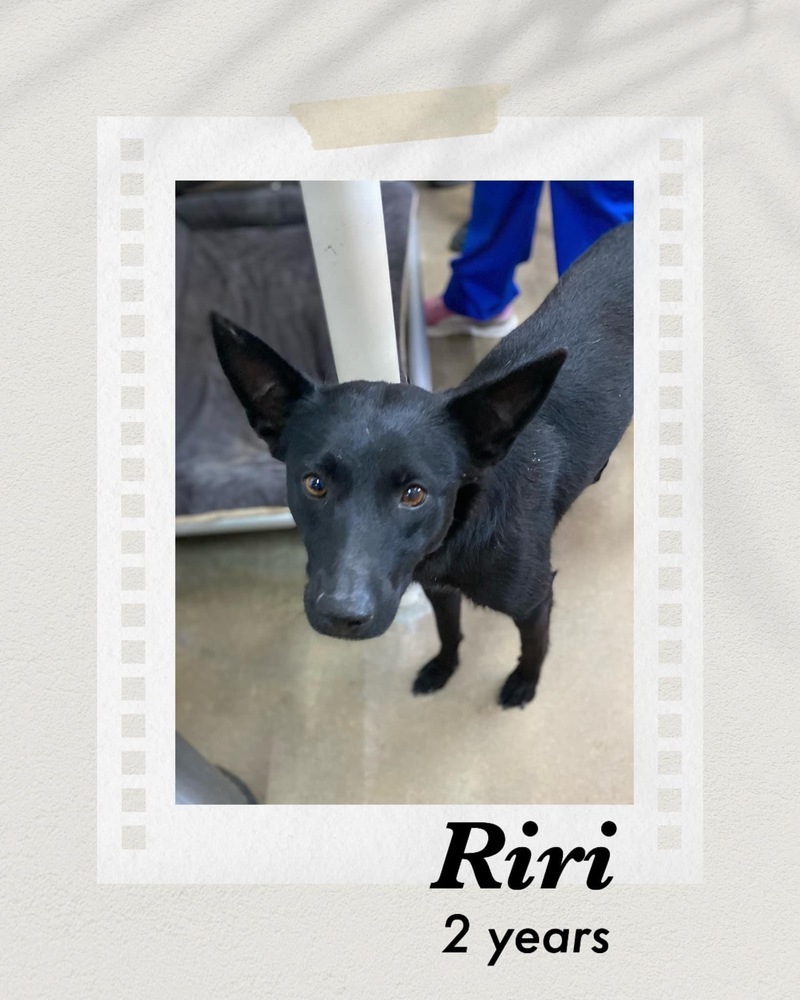 Queenie, an adoptable Collie in Puerto Penasco, SON, 83550 | Photo Image 1