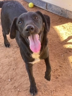 Sussy, an adoptable Labrador Retriever in Puerto Penasco, SON, 83550 | Photo Image 1