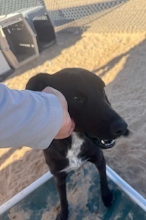Sussy, an adoptable Labrador Retriever in Puerto Penasco, SON, 83550 | Photo Image 1