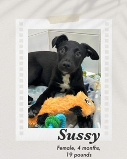 Sussy, an adoptable Labrador Retriever in Puerto Penasco, SON, 83550 | Photo Image 2