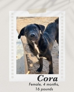 Cora, an adoptable Labrador Retriever, Rat Terrier in Puerto Penasco, SON, 83550 | Photo Image 1