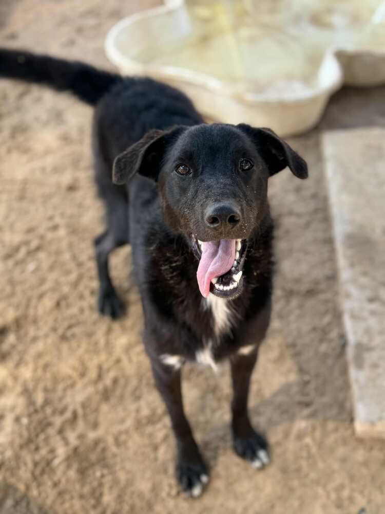 Cora, an adoptable Labrador Retriever, Rat Terrier in Puerto Penasco, SON, 83550 | Photo Image 1
