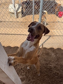 Naveen, an adoptable Cattle Dog, Shepherd in Puerto Penasco, SON, 83550 | Photo Image 1