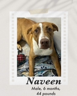 Naveen, an adoptable Cattle Dog, Shepherd in Puerto Penasco, SON, 83550 | Photo Image 2