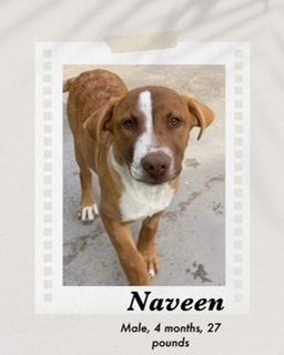 Naveen, an adoptable Cattle Dog, Shepherd in Puerto Penasco, SON, 83550 | Photo Image 3