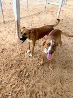 Naveen, an adoptable Cattle Dog, Shepherd in Puerto Penasco, SON, 83550 | Photo Image 4