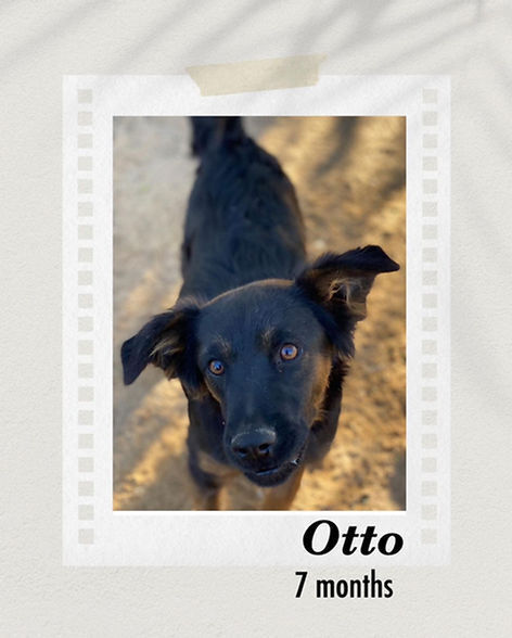 Otto, an adoptable Collie, Labrador Retriever in Puerto Penasco, SON, 83550 | Photo Image 1