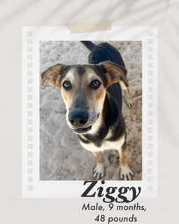 Ziggy, an adoptable Australian Kelpie, Shepherd in Puerto Penasco, SON, 83550 | Photo Image 1