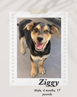 Ziggy, an adoptable Australian Kelpie, Shepherd in Puerto Penasco, SON, 83550 | Photo Image 2
