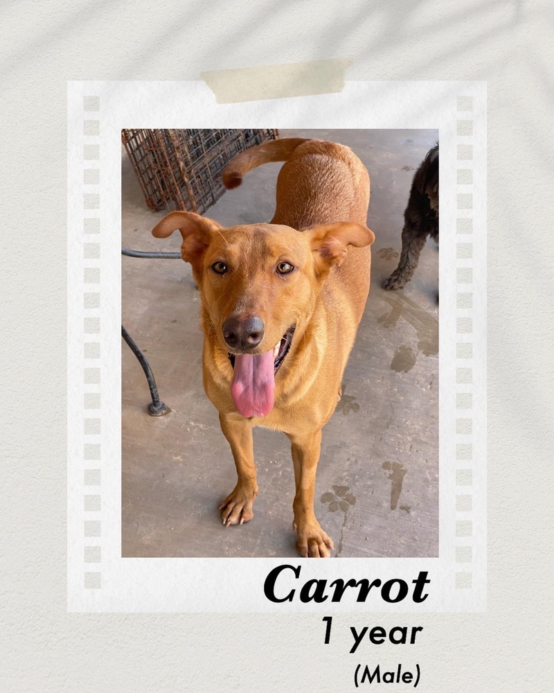 Carrot, an adoptable Retriever in Puerto Penasco, SON, 83550 | Photo Image 1