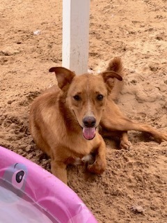 Chester, an adoptable Retriever in Puerto Penasco, SON, 83550 | Photo Image 1