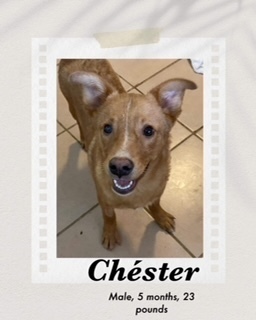 Chester, an adoptable Retriever in Puerto Penasco, SON, 83550 | Photo Image 2