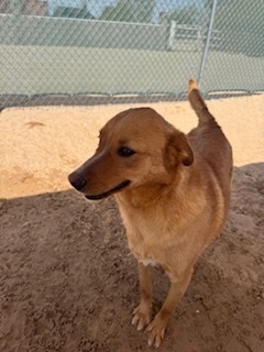 Chester, an adoptable Retriever in Puerto Penasco, SON, 83550 | Photo Image 3
