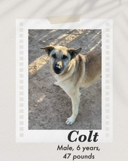 Colt, an adoptable Shepherd in Puerto Penasco, SON, 83550 | Photo Image 1
