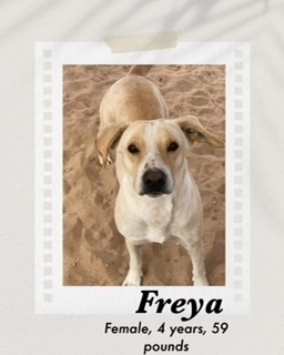 Freya, an adoptable Cattle Dog, Pit Bull Terrier in Puerto Penasco, SON, 83550 | Photo Image 2