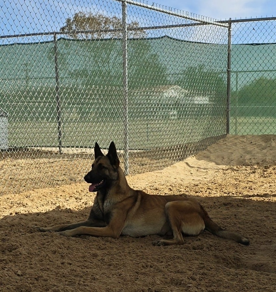 Saul, an adoptable Belgian Shepherd / Malinois in Puerto Penasco, SON, 83550 | Photo Image 1