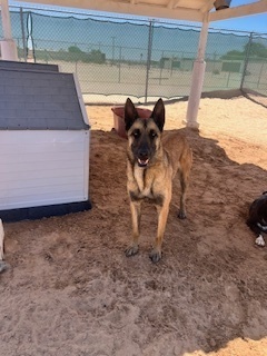 Saul, an adoptable Belgian Shepherd / Malinois in Puerto Penasco, SON, 83550 | Photo Image 1