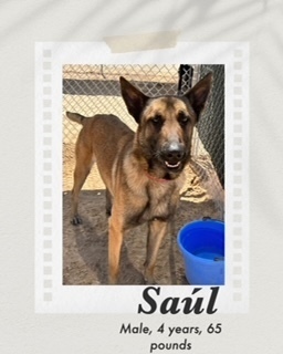 Saul, an adoptable Belgian Shepherd / Malinois in Puerto Penasco, SON, 83550 | Photo Image 2