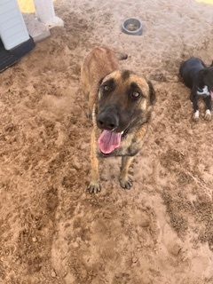 Saul, an adoptable Belgian Shepherd / Malinois in Puerto Penasco, SON, 83550 | Photo Image 3