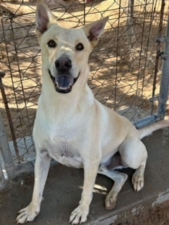 Dave, an adoptable Jindo, Shepherd in Puerto Penasco, SON, 83550 | Photo Image 1