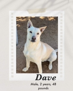 Dave, an adoptable Jindo, Shepherd in Puerto Penasco, SON, 83550 | Photo Image 2