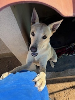 Dave, an adoptable Jindo, Shepherd in Puerto Penasco, SON, 83550 | Photo Image 3