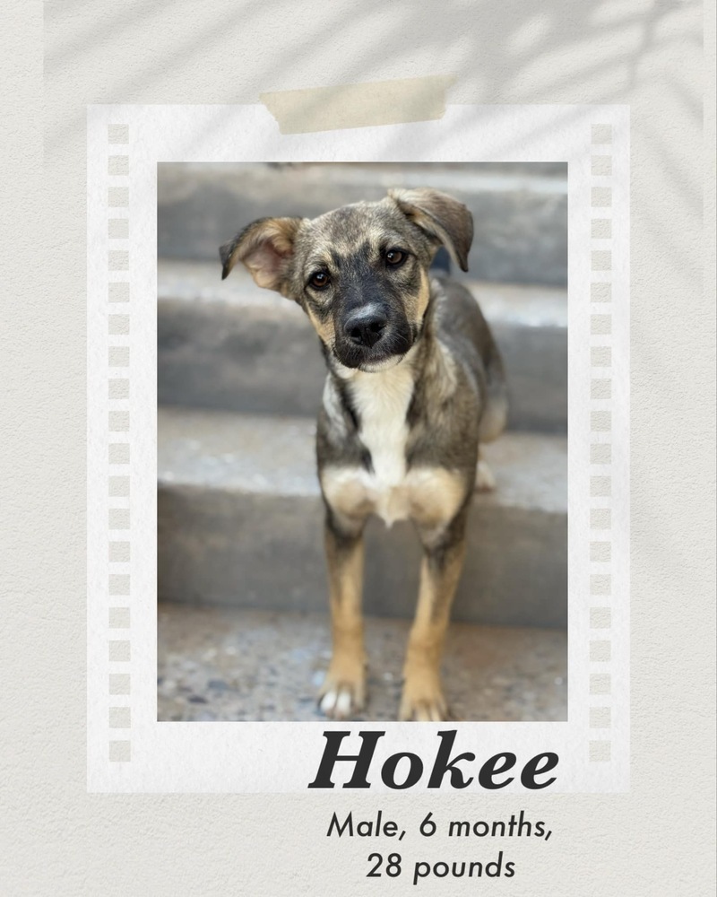 Hokee, an adoptable Shepherd in Puerto Penasco, SON, 83550 | Photo Image 1