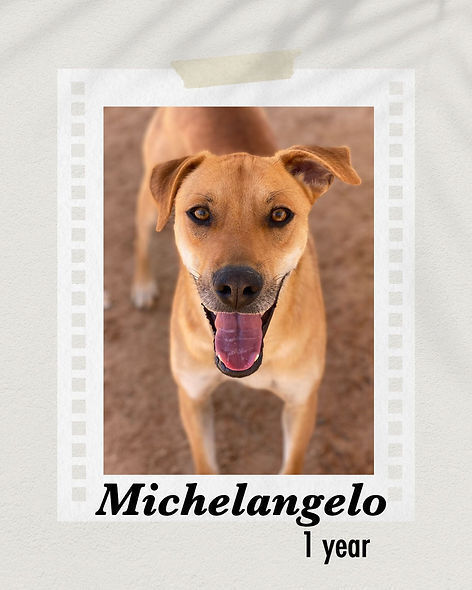 Michelangelo, an adoptable Shepherd in Puerto Penasco, SON, 83550 | Photo Image 1