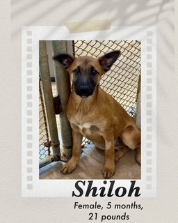 Shiloh, an adoptable Shepherd in Puerto Penasco, SON, 83550 | Photo Image 1