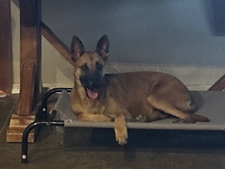 Shiloh, an adoptable Shepherd in Puerto Penasco, SON, 83550 | Photo Image 1