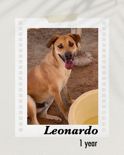 Leonardo, an adoptable Shepherd in Puerto Penasco, SON, 83550 | Photo Image 1