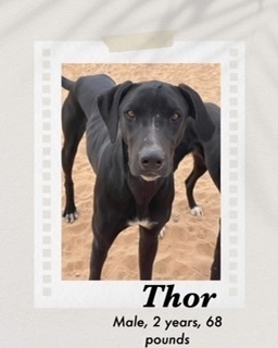 Thor, an adoptable Great Dane, Labrador Retriever in Puerto Penasco, SON, 83550 | Photo Image 1